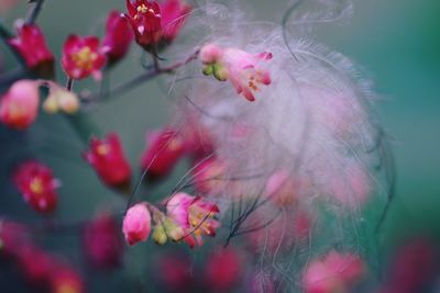 Close-up of pink flowers