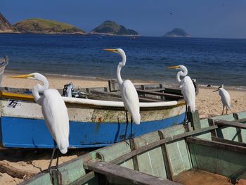 Seagulls on beach