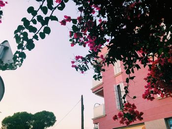 Low angle view of flowering tree and building against sky