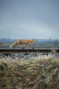 Side view of fox walking on field against sky