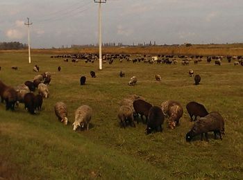 Sheep grazing on field against sky