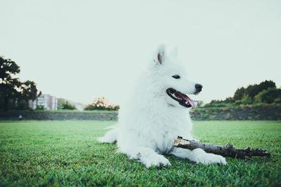 Dog looking away on field