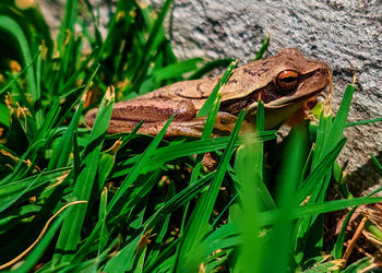 Close-up of frog on grass