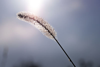 Close-up of plant against sky