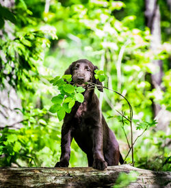 Black dog sitting outdoors