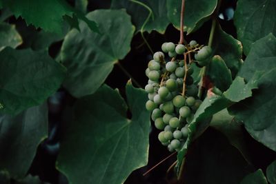 Close-up of berries growing on plant