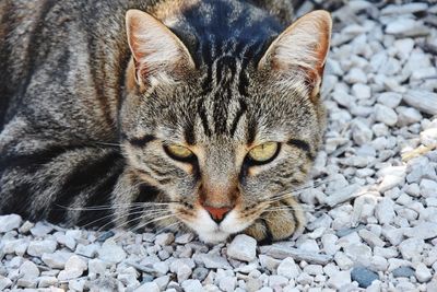 Close-up portrait of a cat