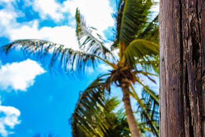 Low angle view of palm trees against sky
