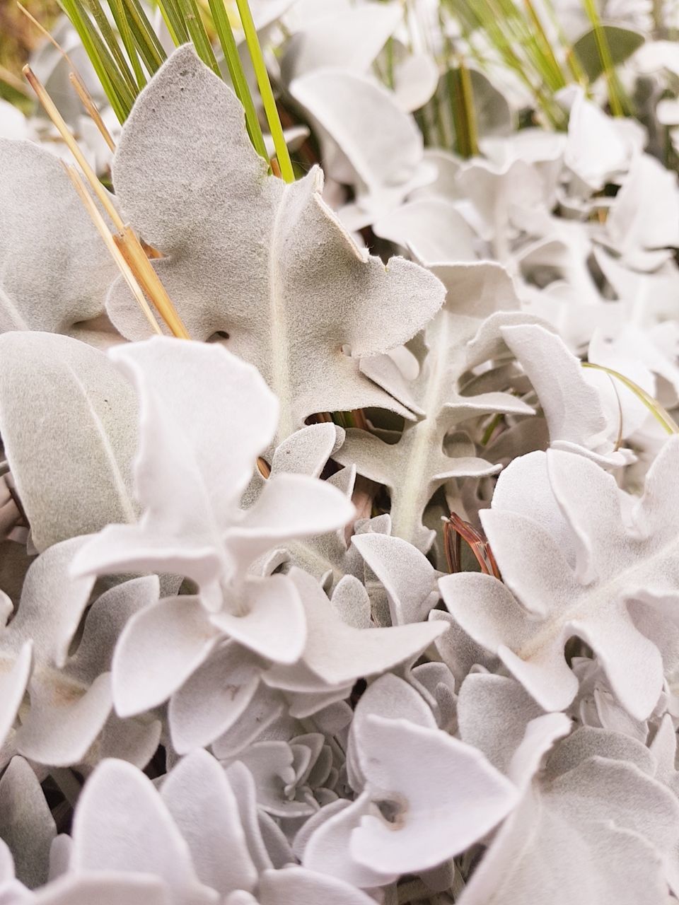 no people, high angle view, wedding, flower, backgrounds, day, close-up, outdoors, nature, flower head, freshness