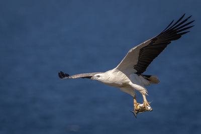 Seagulls flying against sky