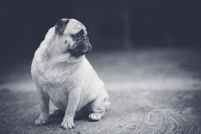 Close-up of a dog looking away