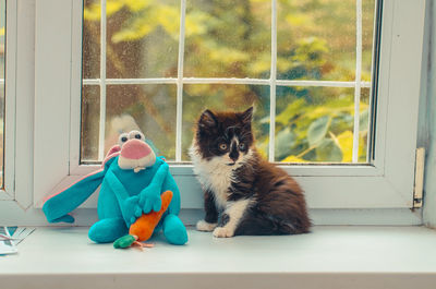 Cat sitting on window sill