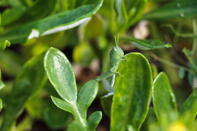 Close-up of green leaves on plant