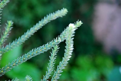 Close-up of fern