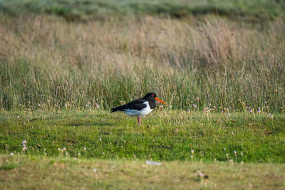 Bird perching on a field