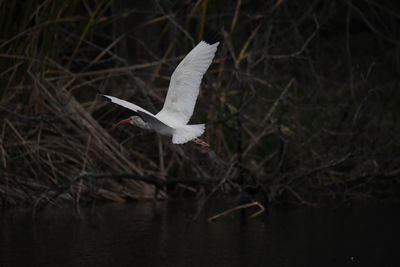 Bird flying over lake