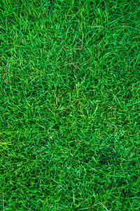 High angle view of grass on field