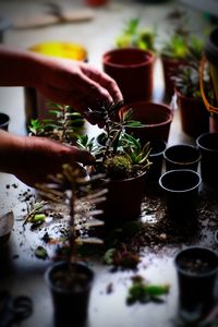 Planting of cactus is pots