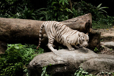 Zebras in a zoo