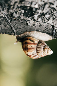 Close-up of snail