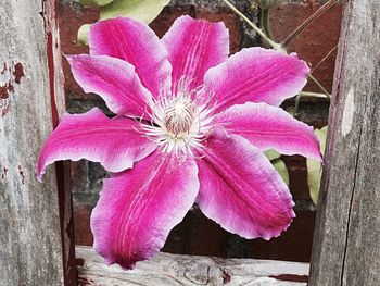 Close-up of pink flowers