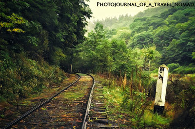 Railroad tracks in forest