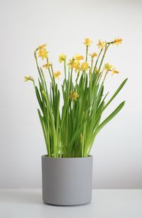 Close-up of vase on white background