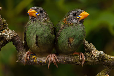 Close-up of birds