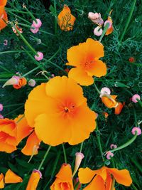 High angle view of orange flowers blooming on field