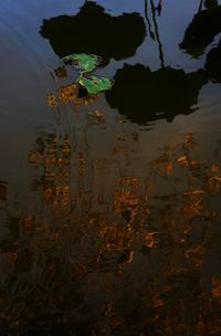 High angle view of leaves floating on water