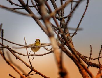 Low angle view of bird perching on tree