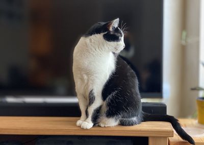 Close-up of a cat looking away