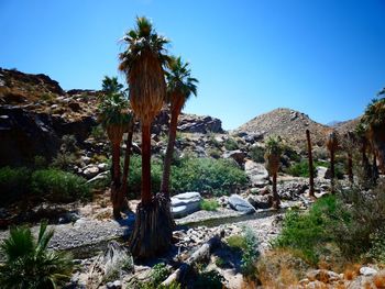 Panoramic shot of trees on landscape against clear sky