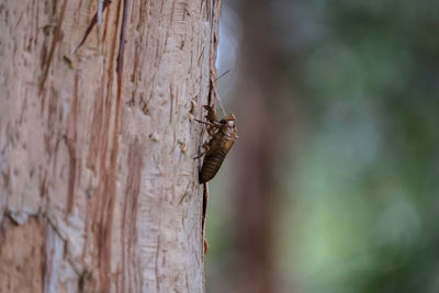 Close-up of insect on tree trunk