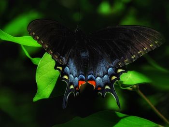 Close-up of butterfly on plant