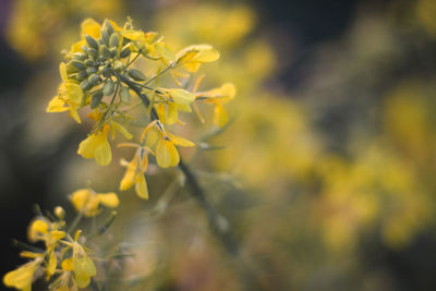 Close-up of yellow flowering plant