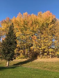 Trees growing on field against clear sky during autumn