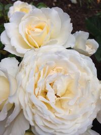 Close-up of rose flower