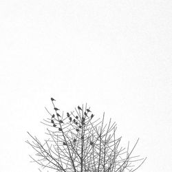 Low angle view of bare trees against clear sky