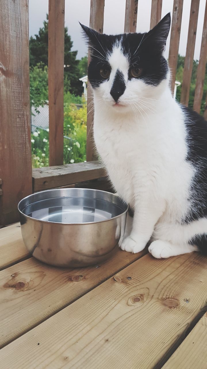 domestic animals, pets, animal themes, one animal, mammal, domestic cat, wood - material, indoors, table, no people, feline, day, close-up