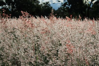 Pink flowering plants on field