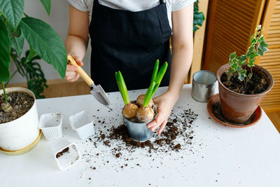 Florist transplants hyacinths from a shipping container into a pot