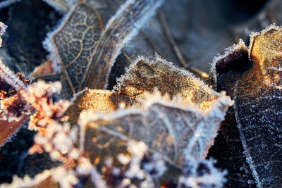 Close-up of frozen plant