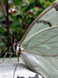 Close-up of insect