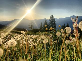 Panoramic view of flowering plants on field against bright sun