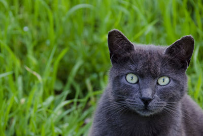 Close-up portrait of a cat