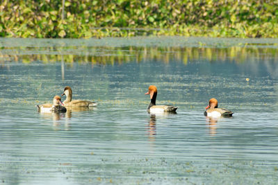 Ducks swimming in lake