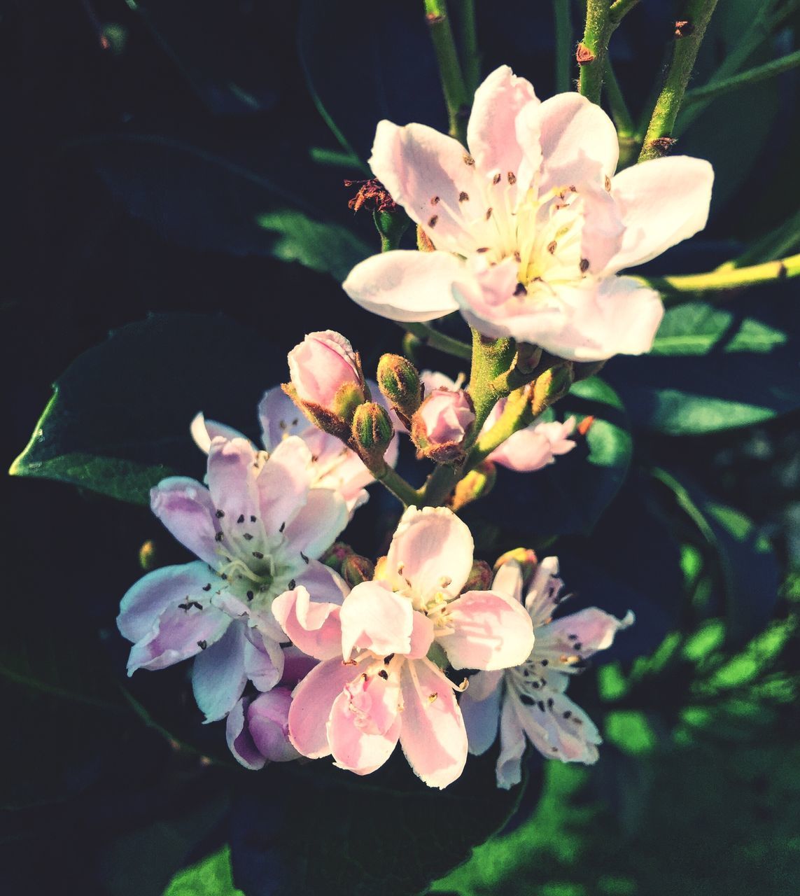 CLOSE-UP OF PINK FLOWERS BLOOMING