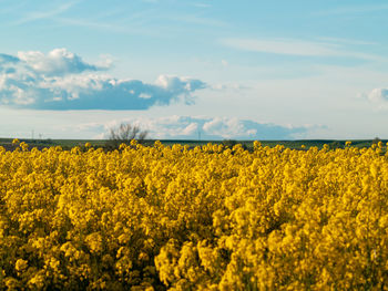 Scenic view of oilseed rape field against sky