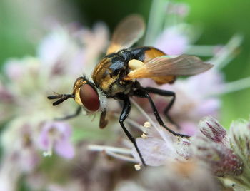 Close-up of fly on flower